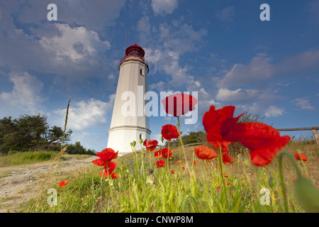 Pavot coquelicot, commun, rouge coquelicot (Papaver rhoeas), en face du phare, Dornbusch, Mecklembourg-Poméranie occidentale, Allemagne Hiddensee Grieben, Banque D'Images