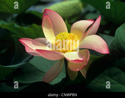 East Indian lotus (Nelumbo nucifera), blooming Banque D'Images