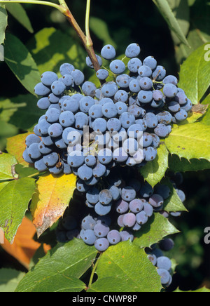 Oregongrape à feuilles de houx, de l'oregon, raisin-oregongrape oregongrape brillant, de hauteur, de raisin de montagne (Mahonia aquifolium), avec des fruits Banque D'Images