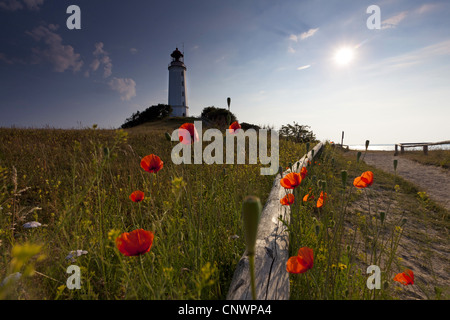 Pavot coquelicot, commun, rouge coquelicot (Papaver rhoeas), en face du phare, Dornbusch, Mecklembourg-Poméranie occidentale, Allemagne Hiddensee Grieben, Banque D'Images