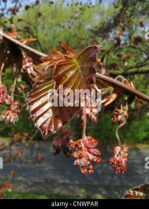 Copper beech (Fagus sylvatica var. purpurea, Fagus sylvatica 'Atropunicea', Fagus sylvatica Atropunicea), les inflorescences mâles, Allemagne Banque D'Images