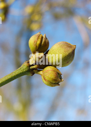 Bois de cerisier en cornaline (Cornus mas), hiver bourgeons, Allemagne, Rhénanie du Nord-Westphalie Banque D'Images