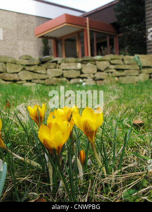 Crocus jaune, la neige crocus (Crocus chrysanthus), dans un pré en fleurs Banque D'Images