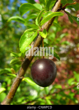 Damson (Prunus domestica ssp. incisia, Prunus insititia), de fruits Banque D'Images