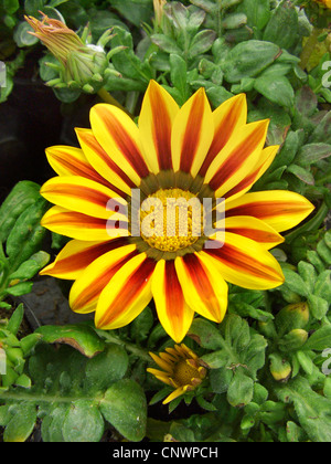 Fleur Gazania rigens (trésor, Gazania splendens), inflorescence Banque D'Images