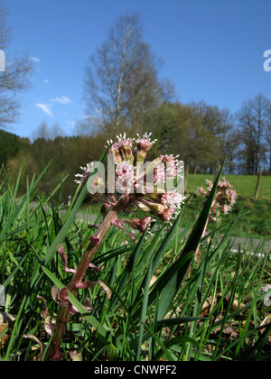 Butterburr (Petasites hybridus), la floraison, l'Allemagne, Rhénanie du Nord-Westphalie