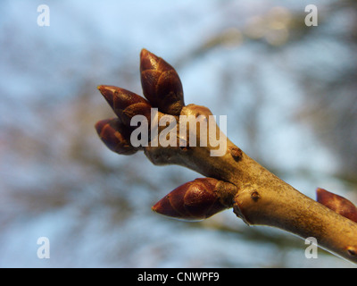 Cherry (Prunus serrulata oriental), les bourgeons d'hiver Banque D'Images