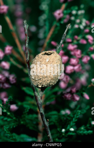 Heath potter, Potter wasp wasp (Eumenes coarctatus), nichent à une brindille Banque D'Images