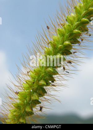 Soie jaune-blanc, herbe de la sétaire verte (Setaria pumila), inflorescence, Allemagne, Rhénanie-Palatinat Banque D'Images