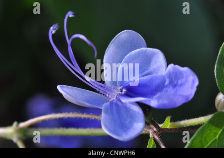 Papillon bleu (bush Clerodendrum ugandense), fleur Banque D'Images