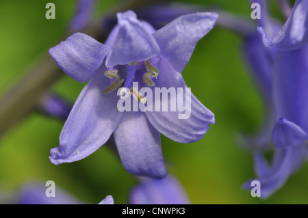 Bluebell hybride (Hyacinthoides Hyacinthoides, massartiana x x variabilis, Hyacinthoides hispanica x Hyacinthoides non-scripta), fleur Banque D'Images