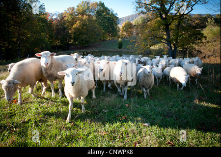 Troupeau de moutons escalade la colline d'un pâturage dans le sud-ouest de l'AV Banque D'Images