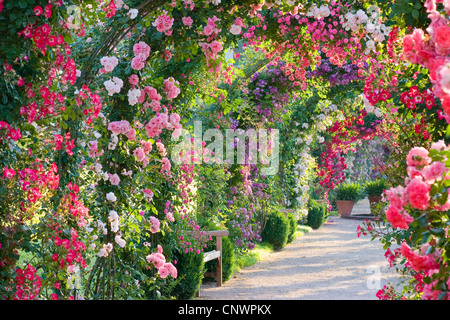 Rose (Rosa spec.), Rose jardin d'essai, le Beutig rose coudes, Allemagne, Bade-Wurtemberg, Baden-Baden Banque D'Images