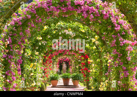 Rose (Rosa spec.), Rose jardin d'essai, le Beutig rose coudes, Allemagne, Bade-Wurtemberg, Baden-Baden Banque D'Images