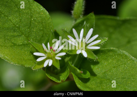 Le mouron des oiseaux (Stellaria media), fleurs, Allemagne Banque D'Images