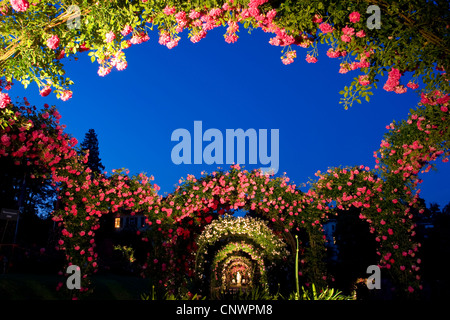 Rose (Rosa spec.), Rose jardin d'essai, le Beutig rose coudes à heure bleue, Allemagne, Bade-Wurtemberg, Baden-Baden Banque D'Images
