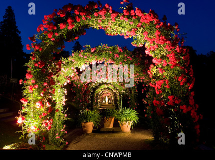 Rose (Rosa spec.), Rose jardin d'essai, le Beutig rose coudes dans la nuit, l'Allemagne, Bade-Wurtemberg, Baden-Baden Banque D'Images