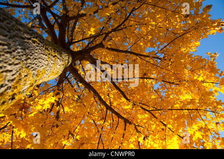 Érable de Norvège (Acer platanoides), vue par le bas dans l'arbre haut, l'Allemagne, la Bavière Banque D'Images