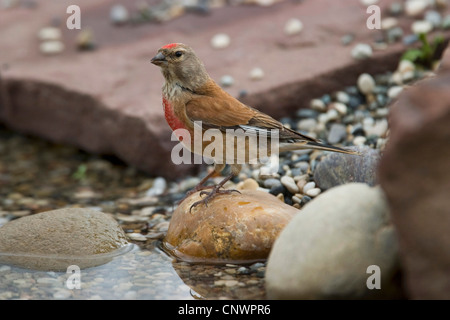 (Carduelis cannabina linnet, Acanthis cannabina), homme assis à une banque de l'eau dans le gravier fin, Allemagne Banque D'Images