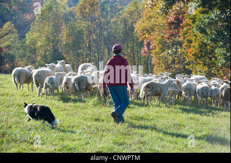 Border Collie femelle élevage fermier et troupeau de moutons escalade la colline d'un pâturage dans le sud-ouest de l'AV Banque D'Images