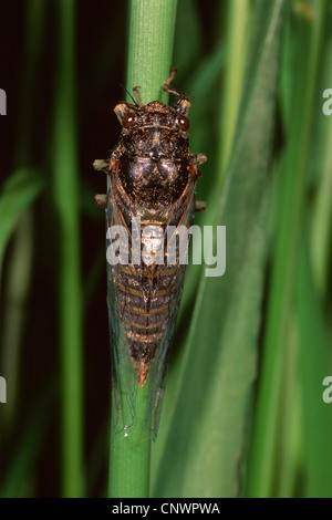 Nouvelle Forêt cigale (Cicadetta montana), assis à un brin d'herbe, Allemagne Banque D'Images