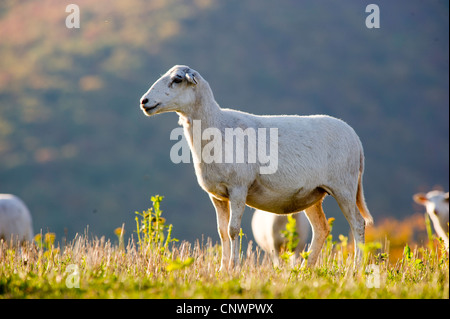 Troupeau de moutons escalade la colline d'un pâturage dans le sud-ouest de l'AV Banque D'Images