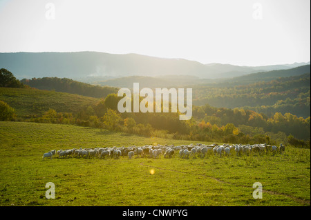 Troupeau de moutons escalade la colline d'un pâturage dans le sud-ouest de l'AV Banque D'Images