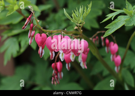 Une branche pleine de coeurs roses. Banque D'Images