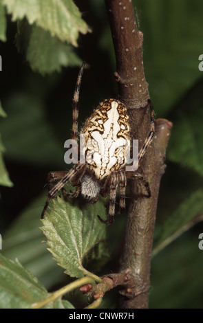 Oakleaf orbweaver (Araneus ceropegius, Aculepeira ceropegia), rampant sur une brindille, Allemagne Banque D'Images