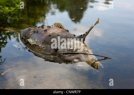 Dead fish inn l'eau du lac Benningen Benninger, voir, de l'Allemagne, Bade-Wurtemberg, Benningen Banque D'Images