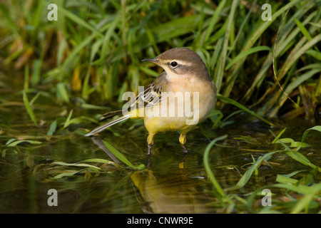 La bergeronnette printanière (Motacilla flava), debout dans l'eau, de l'Allemagne Banque D'Images