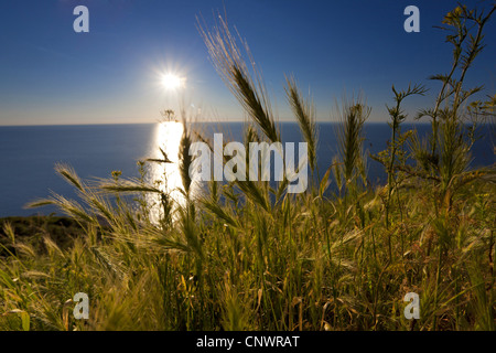 La souris l'orge (Hordeum murinum), en face du coucher de soleil sur la mer, de l'Allemagne, de Mecklembourg-Poméranie-Occidentale, Hiddensee Banque D'Images