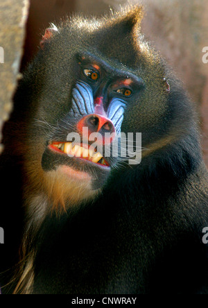 Mandrill (Mandrillus sphinx, Papio sphinx), furieux à la personne Banque D'Images