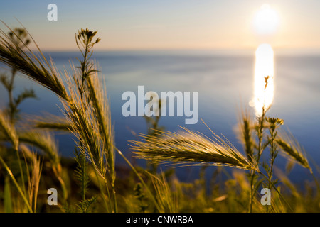 La souris l'orge (Hordeum murinum), en face du coucher de soleil sur la mer, de l'Allemagne, de Mecklembourg-Poméranie-Occidentale, Hiddensee Banque D'Images