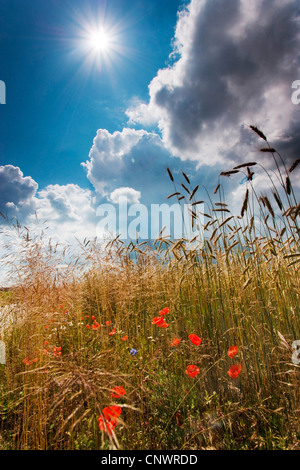 Bordure de champ à l'augmentation des mauvaises herbes sous des nuages orageux, Allemagne, Brandenburg, Vogtlaendische Schweiz Banque D'Images