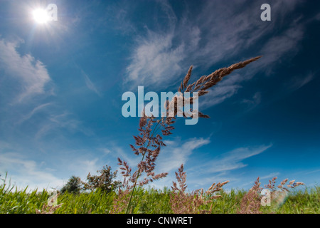 Petit bois-reed, actaeon (Calamagrostis epigejos), la floraison, l'Allemagne, Mecklembourg-Poméranie-Occidentale Banque D'Images