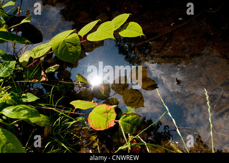 La renouée japonaise (Fallopia japonica, Reynoutria japonica), les feuilles se reflétant dans l'eau, l'Allemagne, Mecklembourg-Poméranie-Occidentale Banque D'Images