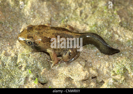 Crapaud commun, le crapaud de l'ail (Pelobates fuscus), juvénile avec reste de la queue, Allemagne Banque D'Images