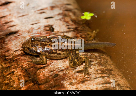 Crapaud commun, le crapaud de l'ail (Pelobates fuscus), juvénile aller à terre après l'methamorphosis, Allemagne Banque D'Images