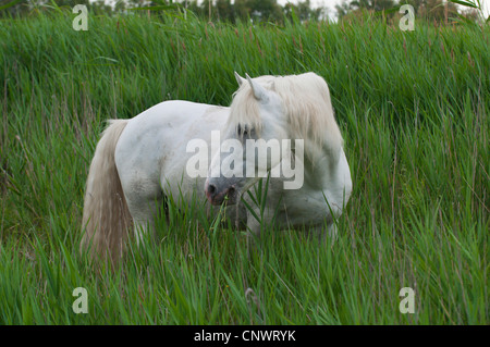Cheval de Camargue (Equus caballus przewalskii. f), comité permanent, l'alimentation reed, France, Camargue Banque D'Images