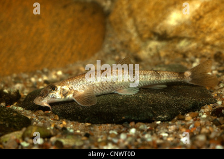 Piston danubienne (Gobio uranoscopus, Romanogobio uranoscopus), sur le terrain, en Allemagne, en Bavière, Lech Banque D'Images