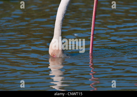 Flamant rose (Phoenicopterus roseus, Phoenicopterus ruber roseus), de recherche de nourriture dans l'eau, en France, en Camargue Banque D'Images