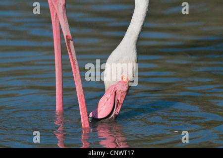 Flamant rose (Phoenicopterus roseus, Phoenicopterus ruber roseus), de recherche de nourriture dans l'eau, en France, en Camargue Banque D'Images