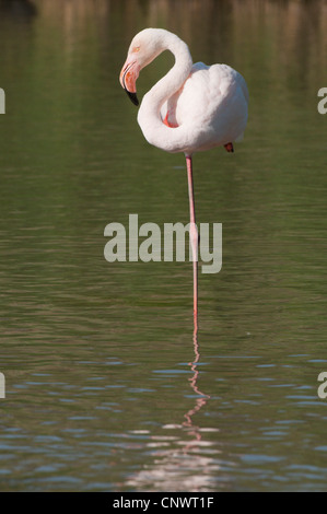 Flamant rose (Phoenicopterus roseus, Phoenicopterus ruber roseus), debout sur une jambe dans l'eau, en France, en Camargue Banque D'Images