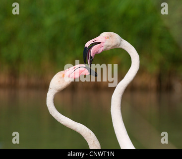 Flamant rose (Phoenicopterus roseus, Phoenicopterus ruber roseus), deux personnes debout, lutte contre la France, la Camargue Banque D'Images