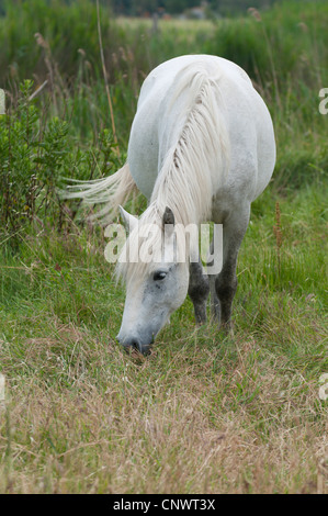 Cheval de Camargue (Equus caballus przewalskii. f), l'alimentation, la France, la Camargue Banque D'Images