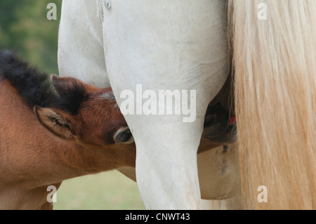 Cheval de Camargue (Equus caballus przewalskii. f), mare suckling son poulain, France, Camargue Banque D'Images