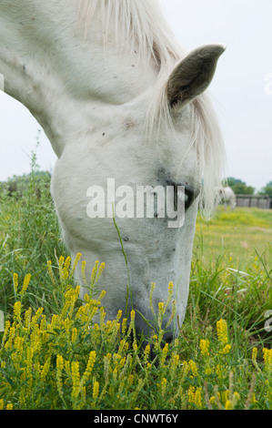 Cheval de Camargue (Equus caballus przewalskii. f), le pâturage, la France, la Camargue Banque D'Images