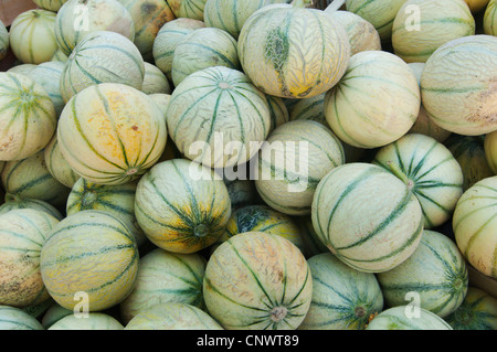 Melone melon (Cucumis melo var. cantalupensis), au marché hebdomadaire, France, Languedoc-Roussillon, Saint Gilles Banque D'Images