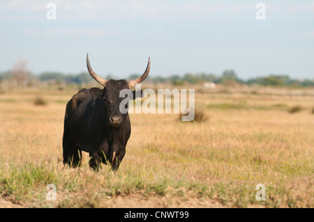 Les bovins domestiques (Bos primigenius f. taurus), taureau noir debout sur un pré, France, Camargue Banque D'Images